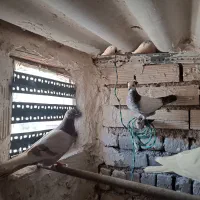 پرنده|پرنده|بوئین زهرا, |دیوار