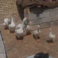 فروش غاز قو ومحلی