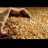 وژین|خدمات باغبانی و درختکاری|ایوان, |دیوار