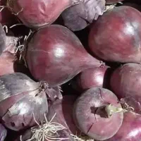 کارگر خانم روز مزد  جمع آوری پیاز