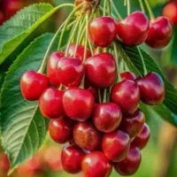 الباو اسینم