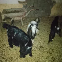 فروش چند راس کهره|حیوانات مزرعه|بندر گناوه, |دیوار