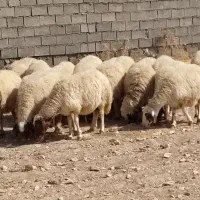 میش داشتی ابست