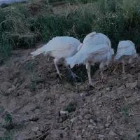 بوقلمون