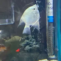 آنجل مولد ماده