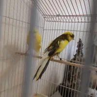 جفت قناری رسمی بلند|پرنده|تهران, حشمتیه|دیوار