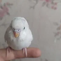 مرغ عشق سرحال مفت