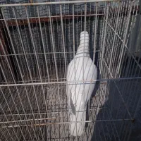 فروش یک عدد کفتر نر|حیوانات مزرعه|مشهد, شیرودی|دیوار