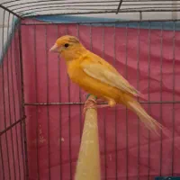 قناری نر پرتقالی|پرنده|اردکان, |دیوار