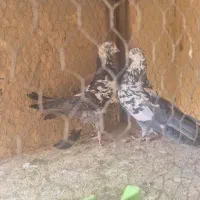 کفتر کله ماستی پرشی|پرنده|خمینی‌شهر, |دیوار