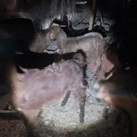 بز پاکستانی|حیوانات مزرعه|میناب, |دیوار