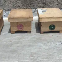 کندوچه پروش ملکه