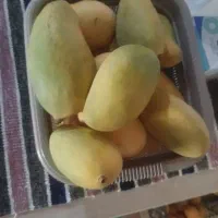 انبه محلی شیرین