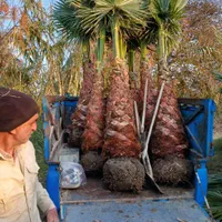 آقای پالم تهران همیشه سبز|گل و گیاه طبیعی|تهران, دربند|دیوار