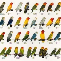 طوطی پیدا شده