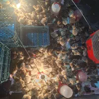 جوجه بوقلمون برنز انگلیسی و بوربون