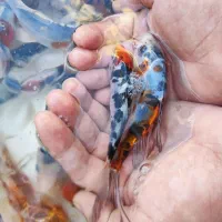 ماهی کوی|ماهی|قم, سراجه (۱۵ خرداد)|دیوار