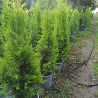 لاوسون.کاج طلایی|گل و گیاه طبیعی|چابکسر, |دیوار