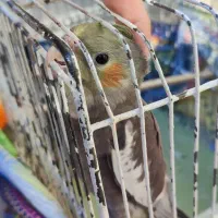 عروس هلندی|پرنده|ایوان, |دیوار