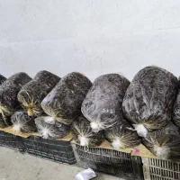 فروش خرمایی پلاستیکی مرداسنگ|خوردنی و آشامیدنی|توکهور, |دیوار