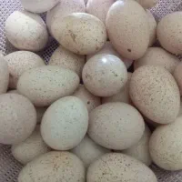 تخم بوقلمون|حیوانات مزرعه|قزوین, |دیوار