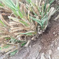 جونگ فروشی|گل و گیاه طبیعی|ریگان, |دیوار