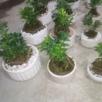 بنسای سه سایز فقط 650