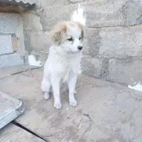 سگ ماده ۶ ماهه.