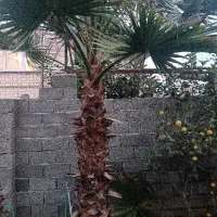 فروش پالم قرمز