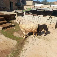 میش بره|حیوانات مزرعه|مسجد سلیمان, |دیوار