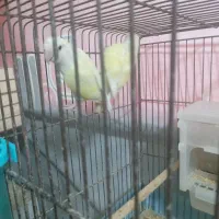 برزیلی کرمینو چشم شرابی جفت مولد