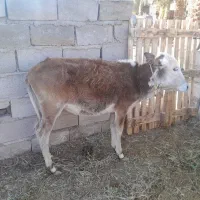 گوساله|حیوانات مزرعه|بم, |دیوار