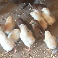 جوجه بومی