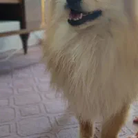 سگ پامر|سگ|مبارکه, |دیوار