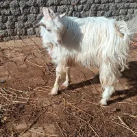 نر بز سانن سه قلو