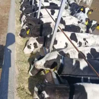 14راس گوساله نر قطع شیر سیمینتال اسپرم گوشتی