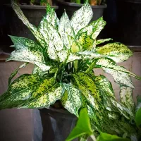 گل اپارتمانی