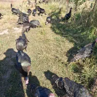 بوقلمون طبیعی