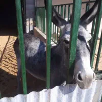 الاغ ( خرماده باکره)|حیوانات مزرعه|زرقان, |دیوار