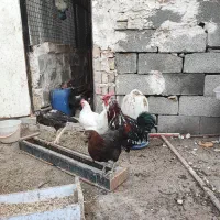 مرغ خروس گلین و تیمچه گلین ،جوجه یک ماهه و دوماهه