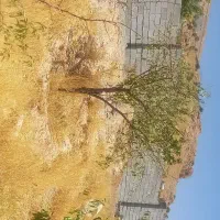فروش باغ 1000متری روستای بردج|فروش خانه و ویلا|شیراز, داریون|دیوار