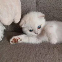 گربه براتیش اسکاتیش