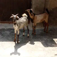 کهره پچی کهراغوس گیسه نقشی خوشگل نری|حیوانات مزرعه|قشم, |دیوار