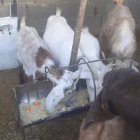 چبش ۱ساله|حیوانات مزرعه|بیرجند, |دیوار