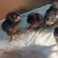 جوجه مرندی کوکو|حیوانات مزرعه|تبریز, |دیوار