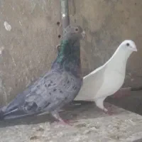 سار هفرنگ چینگ ریز و یه جفت ساده