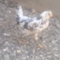 ماکیان|حیوانات مزرعه|بیجار, |دیوار