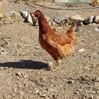 تعدادی مرغ بومی جوان|حیوانات مزرعه|دلیجان, |دیوار