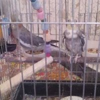 دوعدد عروس هلندی ماده
