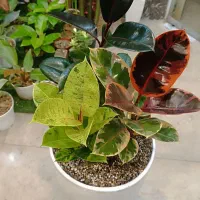 فیکوس شرابی، بلک، ببری